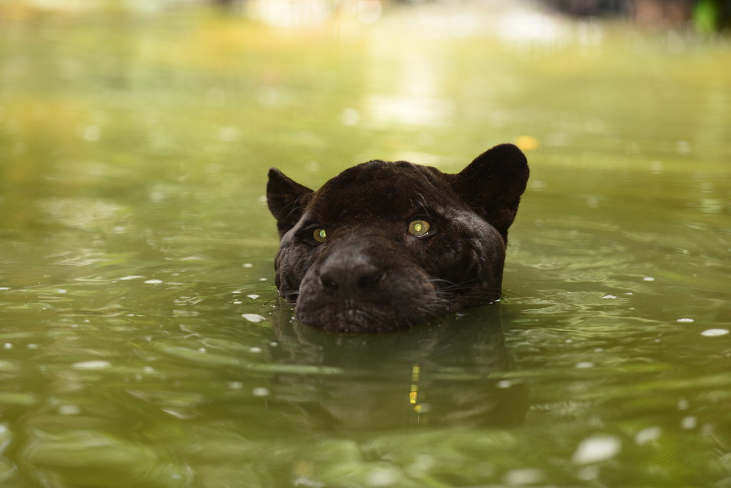 belizezoo-blackjaguar127_9313126011_l