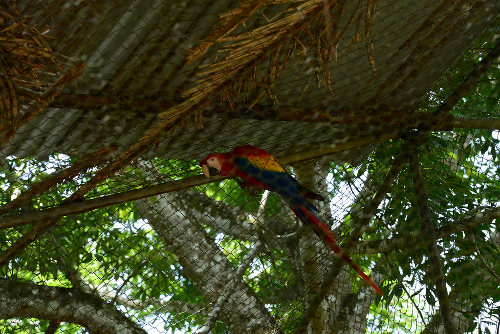belizezoo-scarletmacaw14_9315910390_l