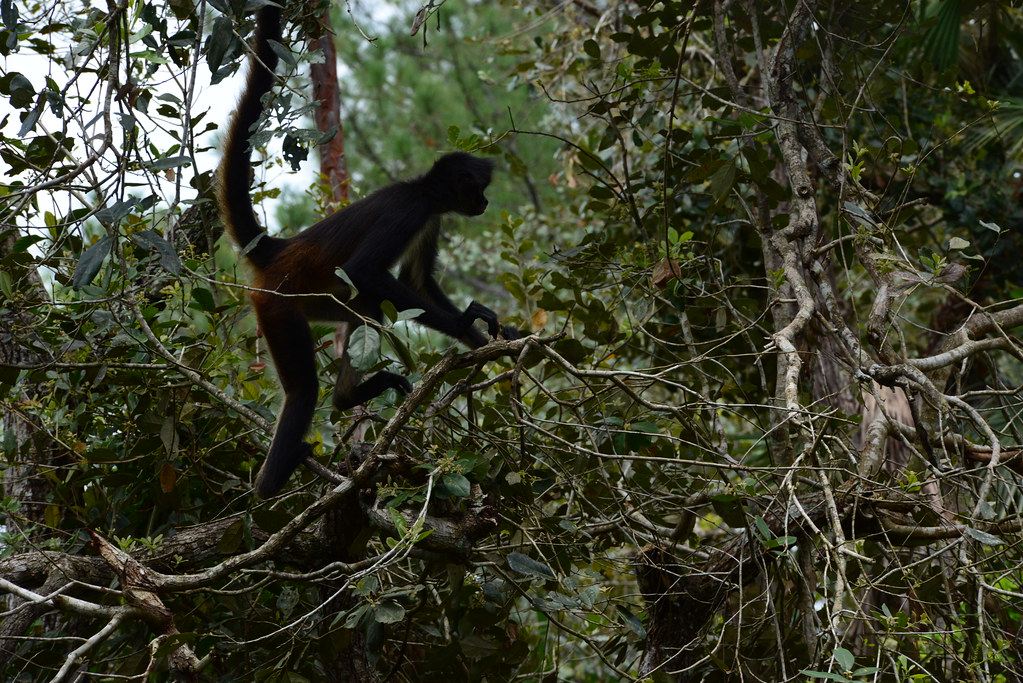 belizezoo-spidermonkey47_9315889488_l