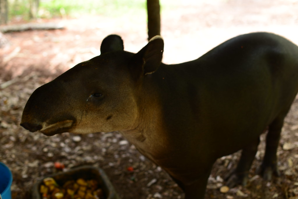 belizezoo-tapir98_9315876602_l